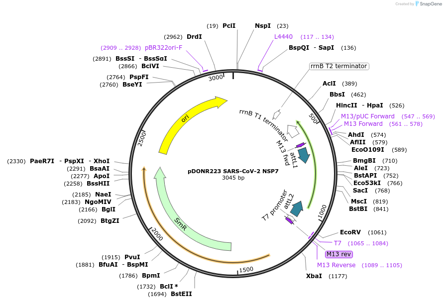 141261-plasmid-map-sequence-id-288067