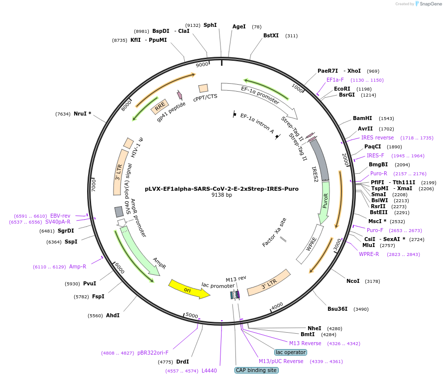 141385-plasmid-map-sequence-id-288068