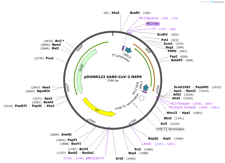 141262-plasmid-map-sequence-id-288069