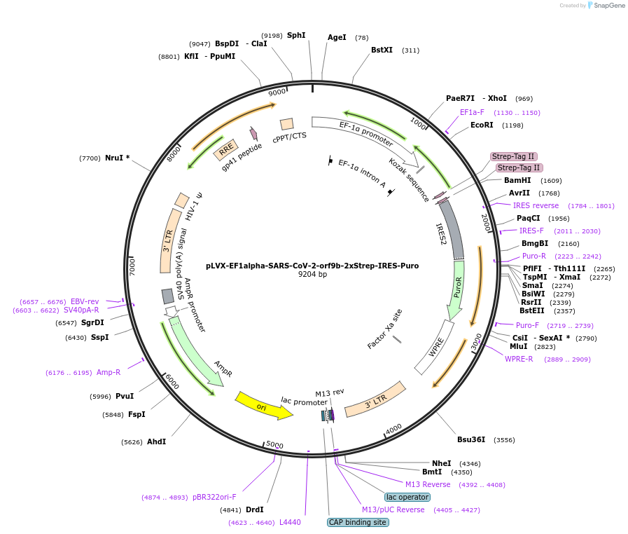 141392-plasmid-map-sequence-id-288070