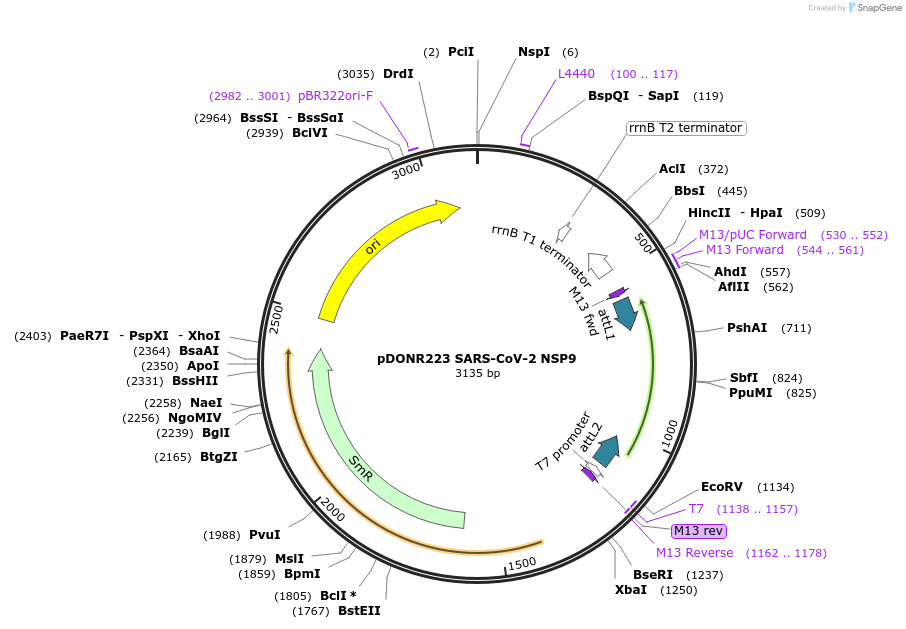 141263-plasmid-map-sequence-id-288073