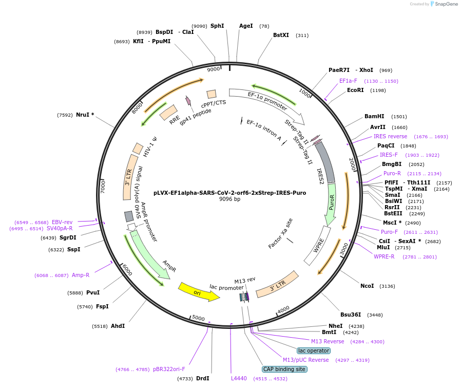 141387-plasmid-map-sequence-id-288074