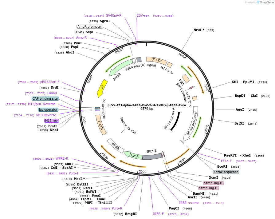 141386-plasmid-map-sequence-id-288075