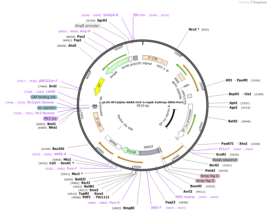 141374-plasmid-map-sequence-id-288076