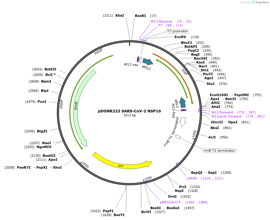 141264-plasmid-map-sequence-id-288078