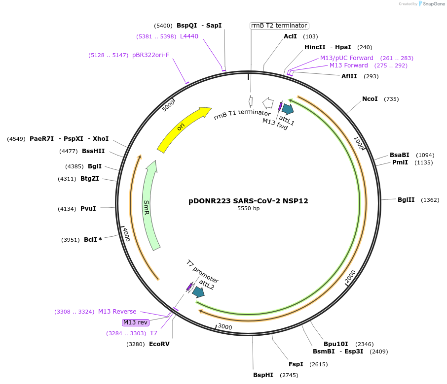 141265-plasmid-map-sequence-id-288081