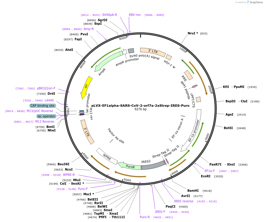 141388-plasmid-map-sequence-id-288082