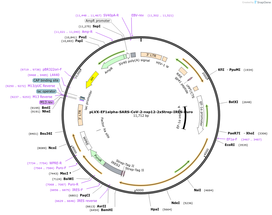 141378-plasmid-map-sequence-id-288083