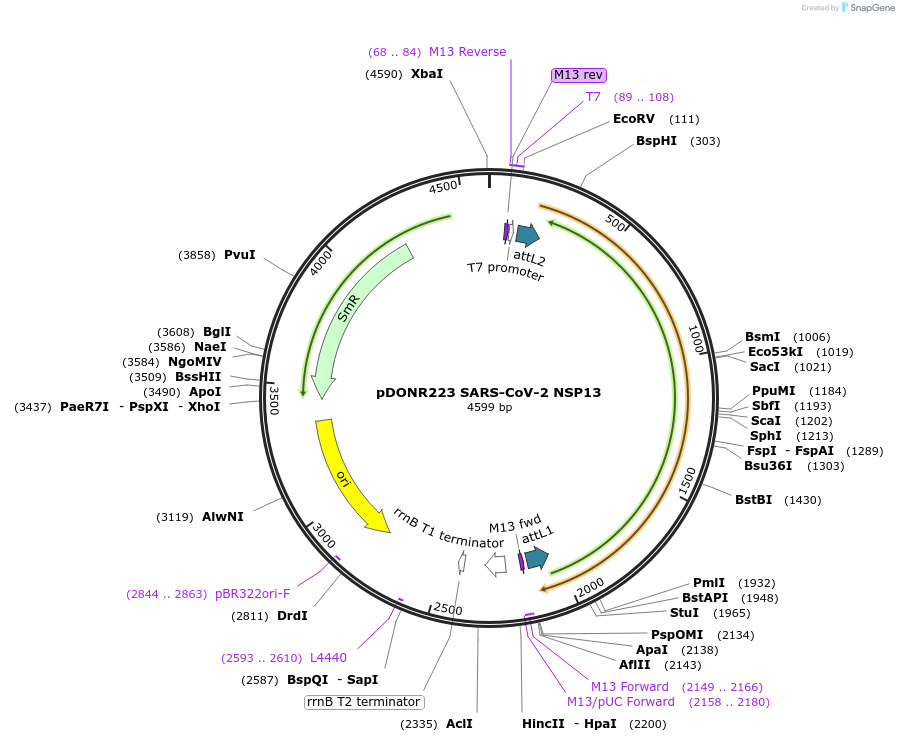 141266-plasmid-map-sequence-id-288085