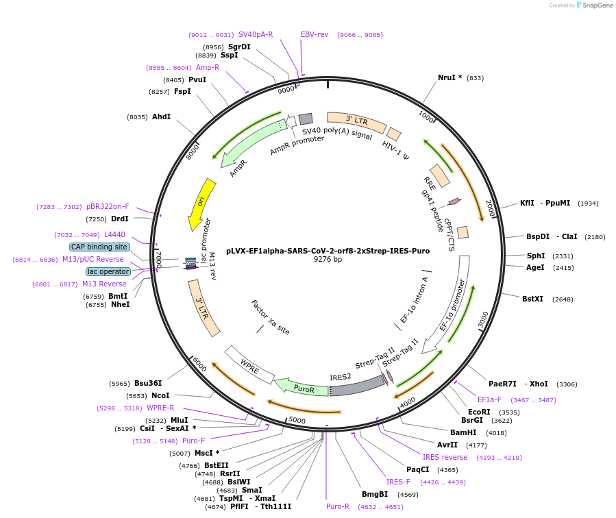 141390-plasmid-map-sequence-id-288086