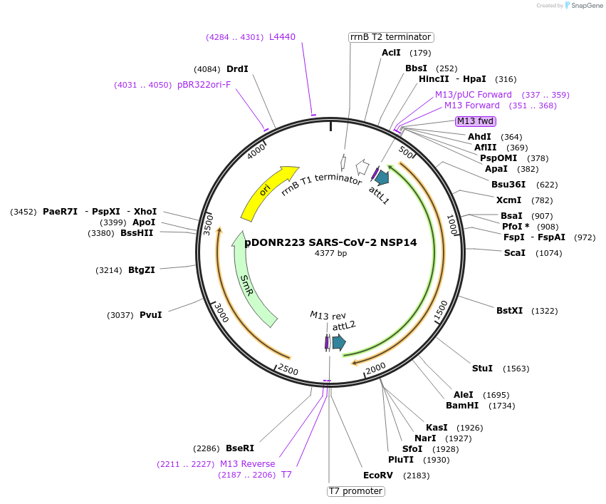 141267-plasmid-map-sequence-id-288087
