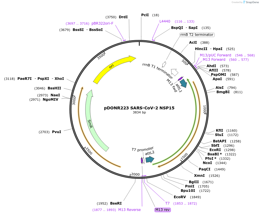 141268-plasmid-map-sequence-id-288089