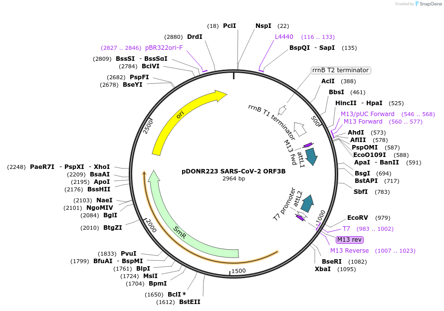 141272-plasmid-map-sequence-id-288098