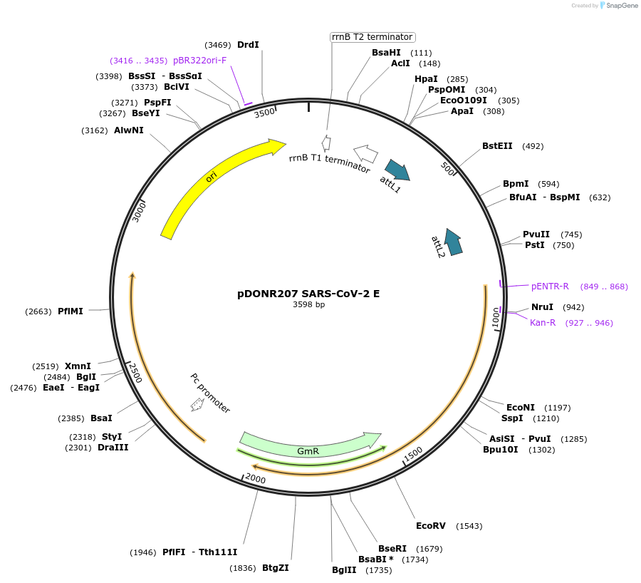 141273-plasmid-map-sequence-id-288100