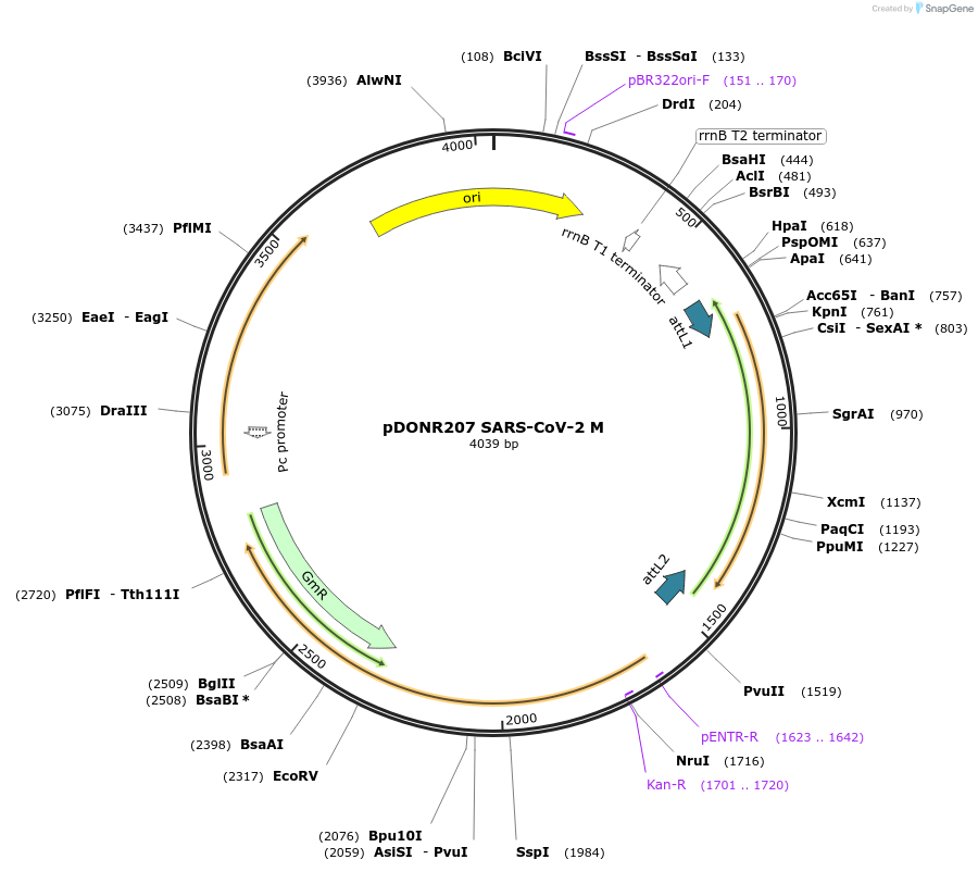 141274-plasmid-map-sequence-id-288102