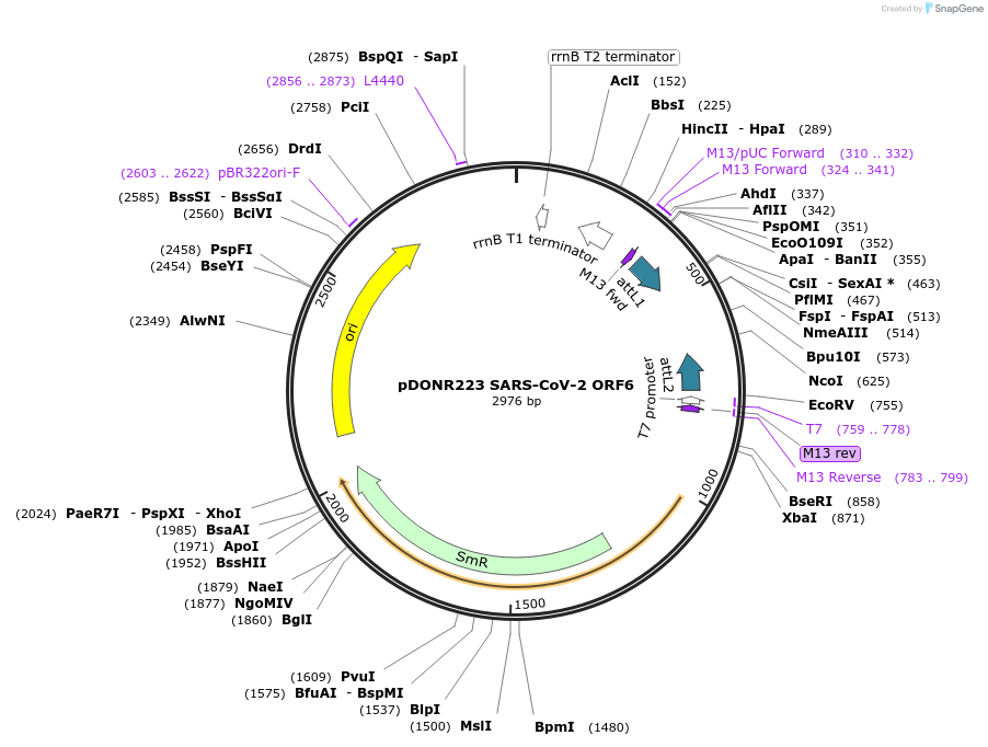 141275-plasmid-map-sequence-id-288103