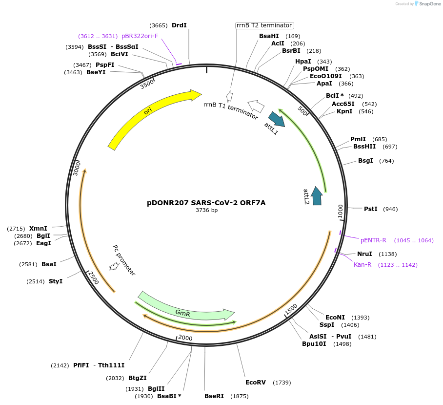 141276-plasmid-map-sequence-id-288105