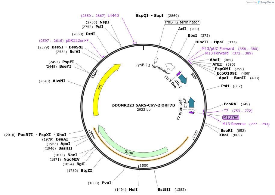141277-plasmid-map-sequence-id-288106