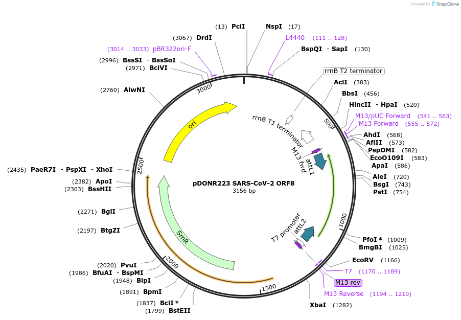 141278-plasmid-map-sequence-id-288107