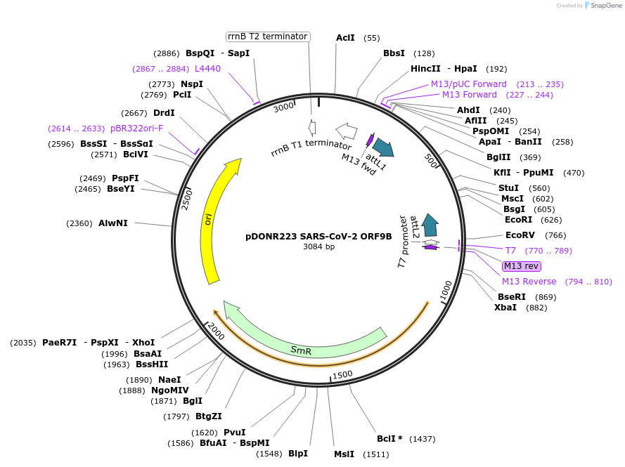 141280-plasmid-map-sequence-id-288108