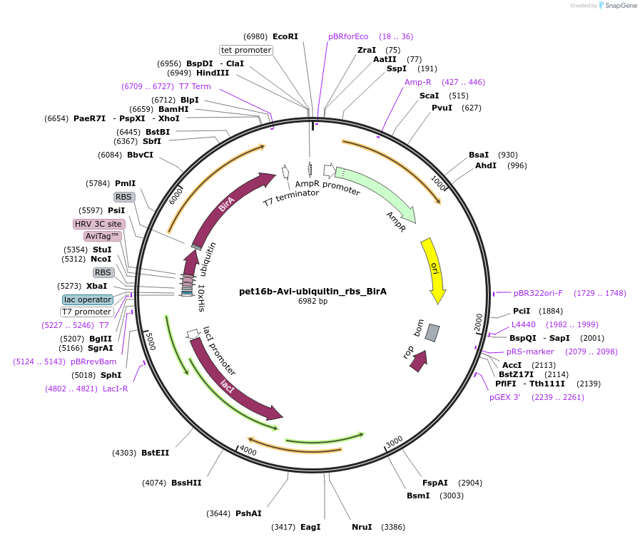 134897-plasmid-map-sequence-id-288109