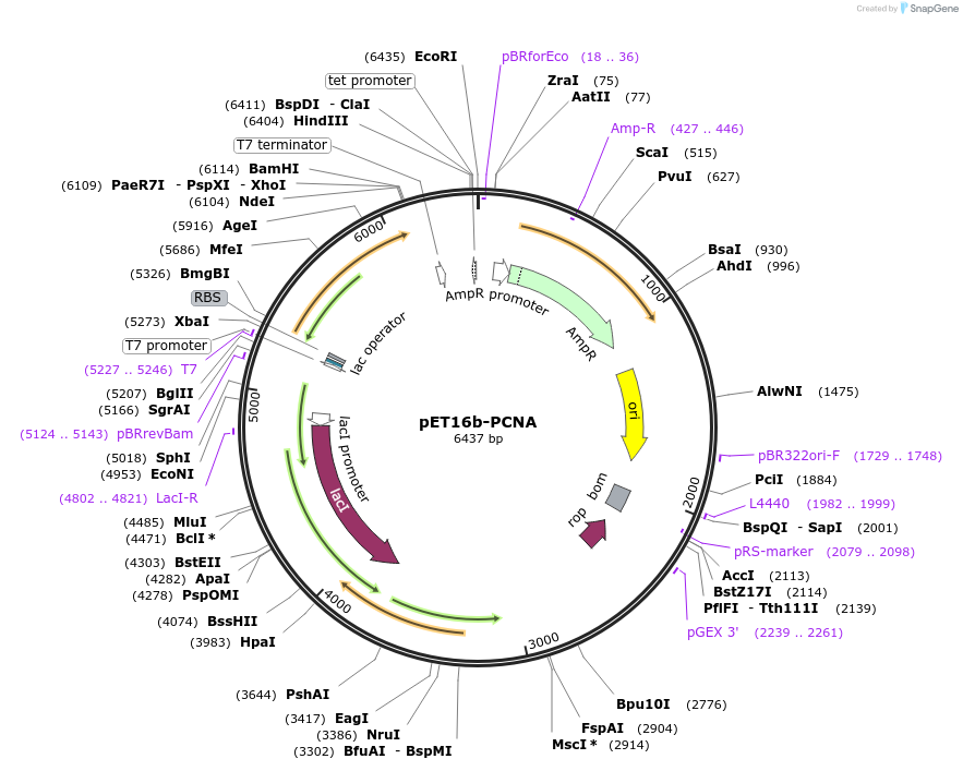 134898-plasmid-map-sequence-id-288114