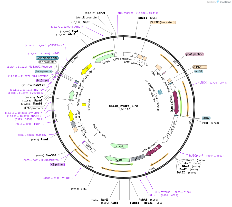 136537-plasmid-map-sequence-id-288115