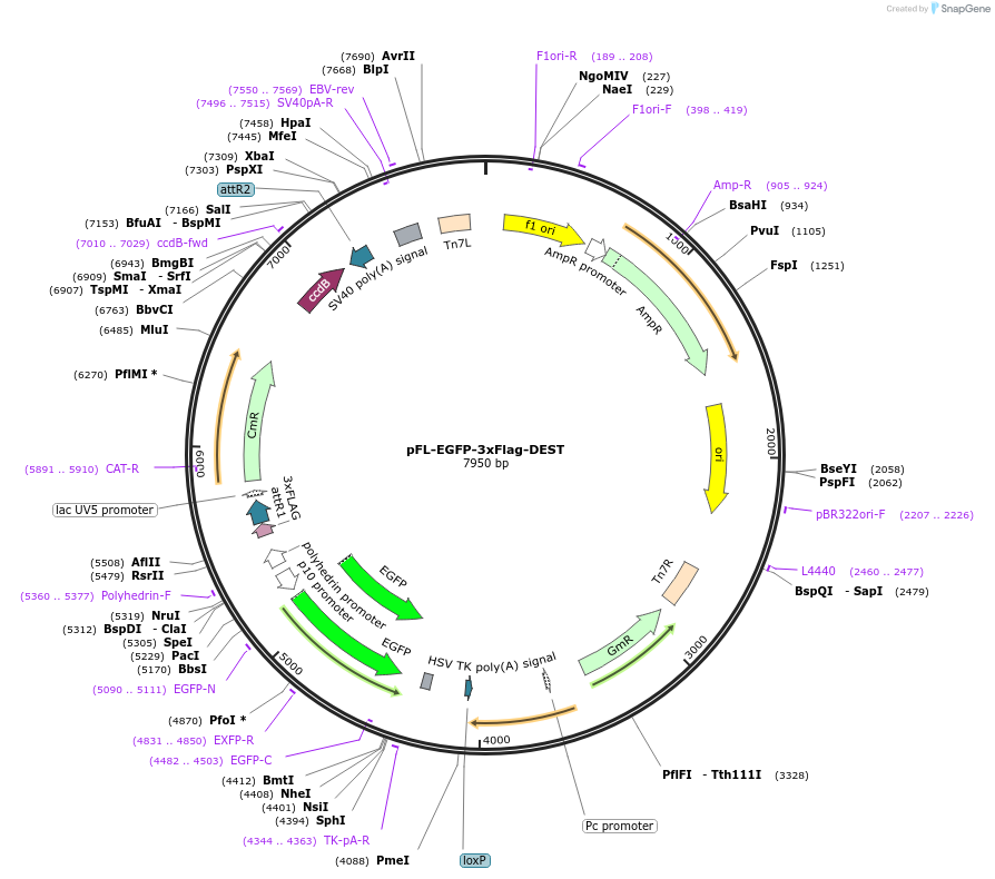 134903-plasmid-map-sequence-id-288117