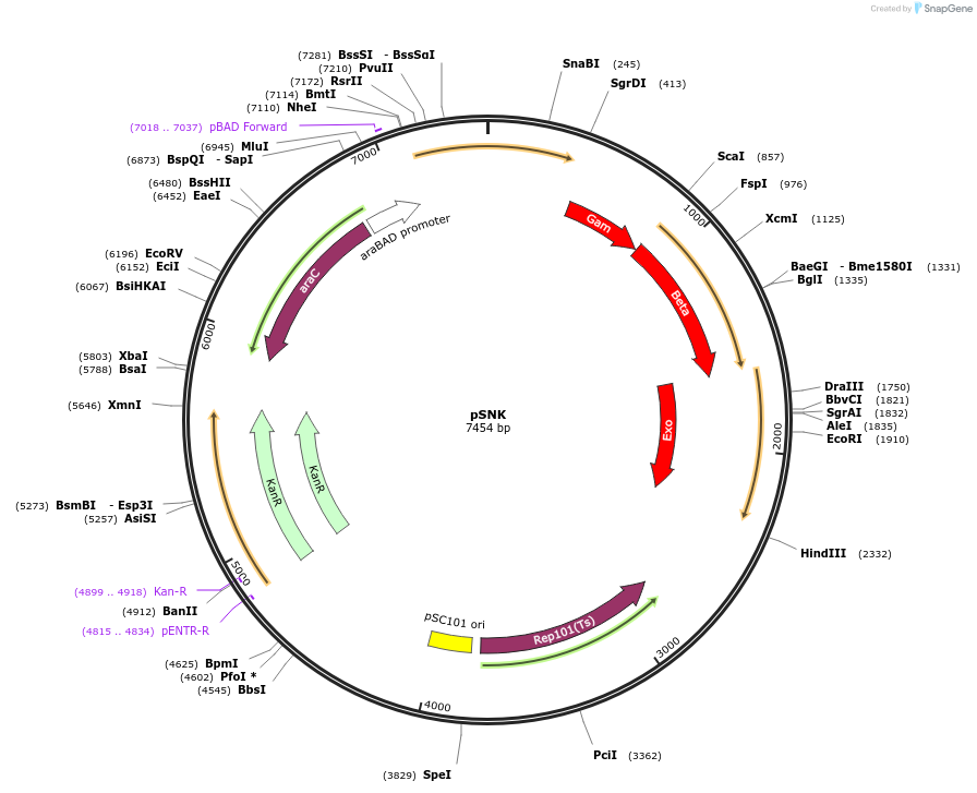 135193-plasmid-map-sequence-id-288121
