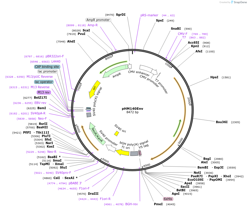 139022-plasmid-map-sequence-id-288124