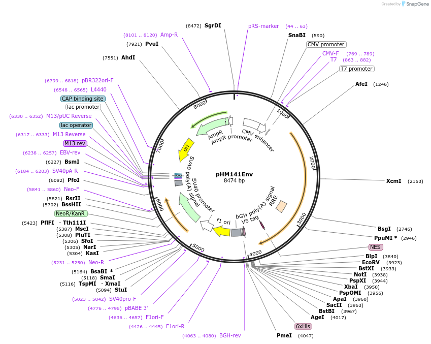 139018-plasmid-map-sequence-id-288125