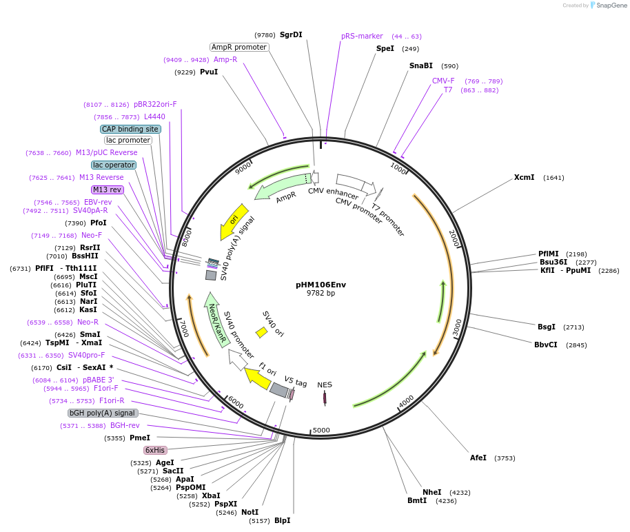 139024-plasmid-map-sequence-id-288127