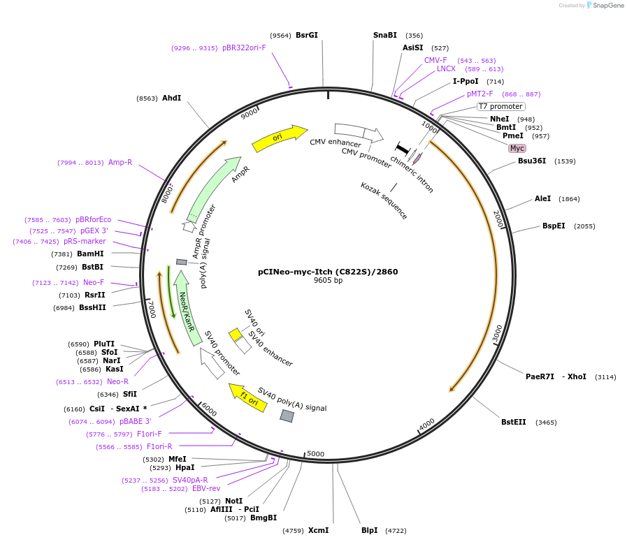 11428-plasmid-map-sequence-id-288136