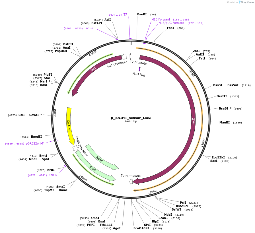 139464-plasmid-map-sequence-id-288137
