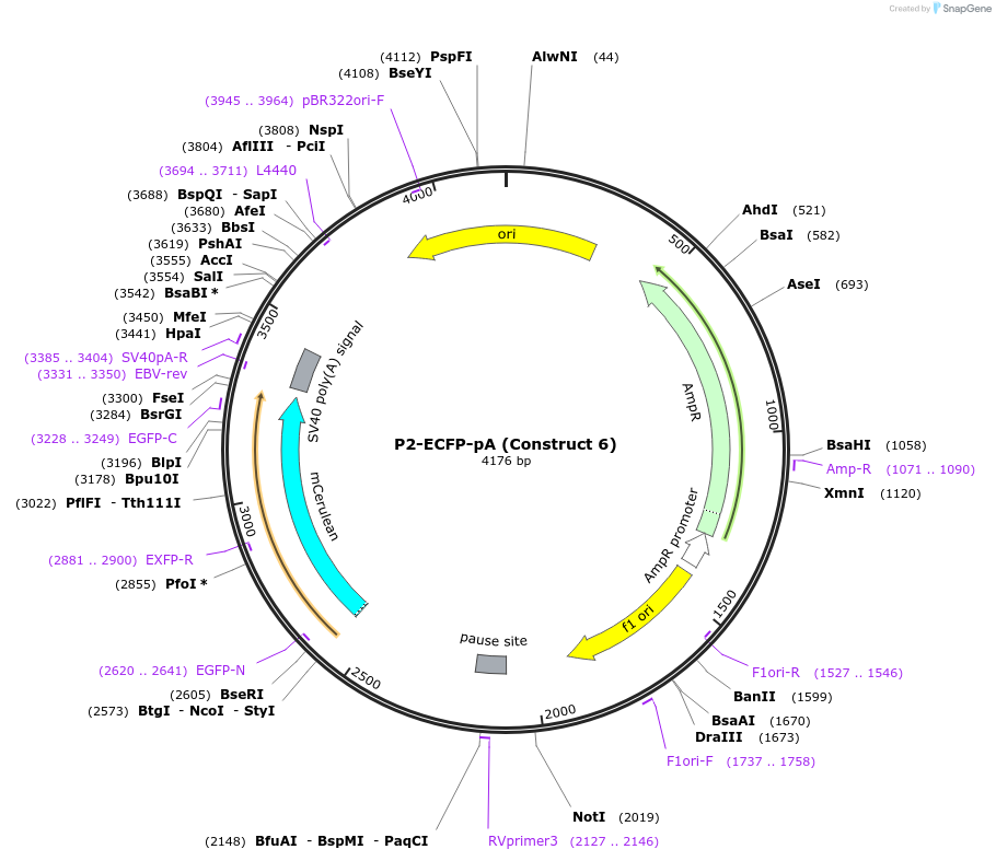 55198-plasmid-map-sequence-id-288207