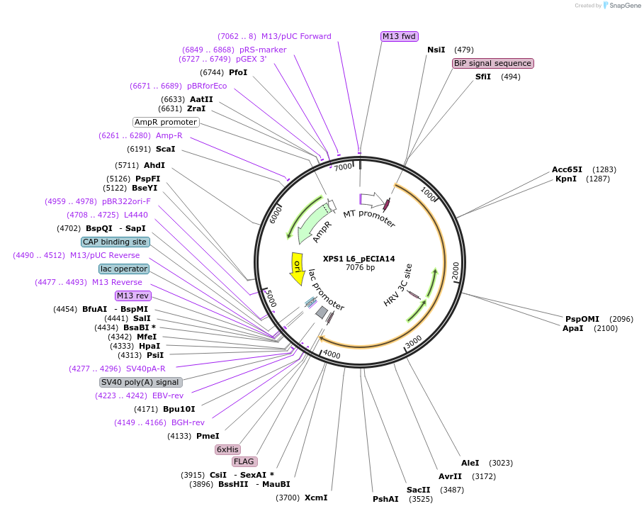 114923-plasmid-map-sequence-id-288221
