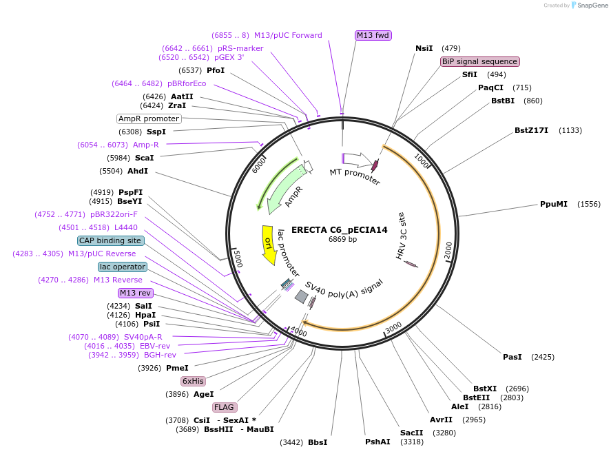 114927-plasmid-map-sequence-id-288226