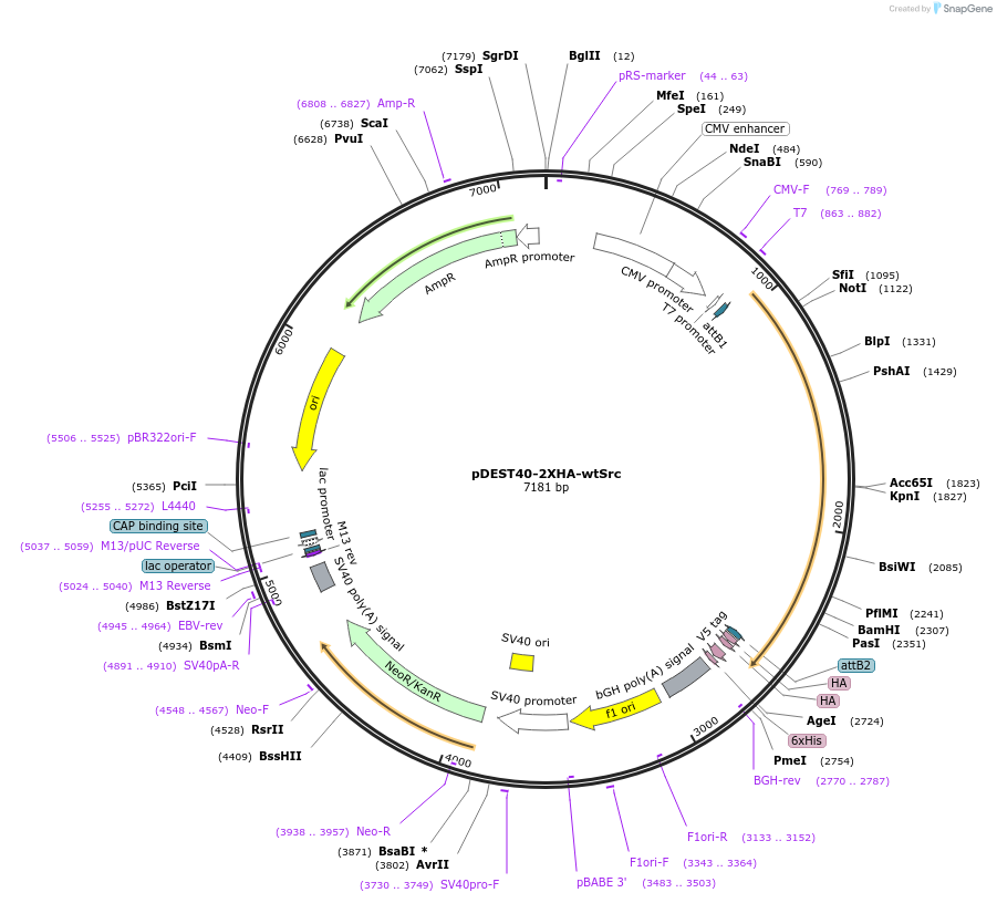 140294-plasmid-map-sequence-id-288234