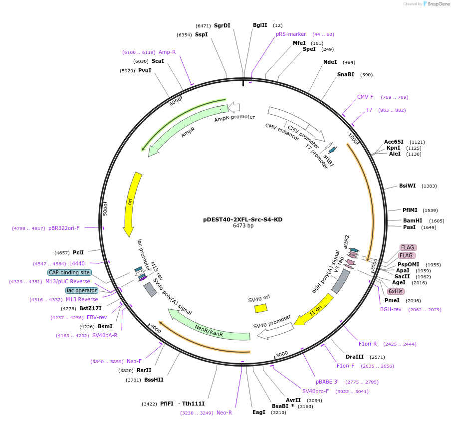 140297-plasmid-map-sequence-id-288241