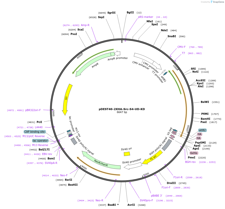 140300-plasmid-map-sequence-id-288242