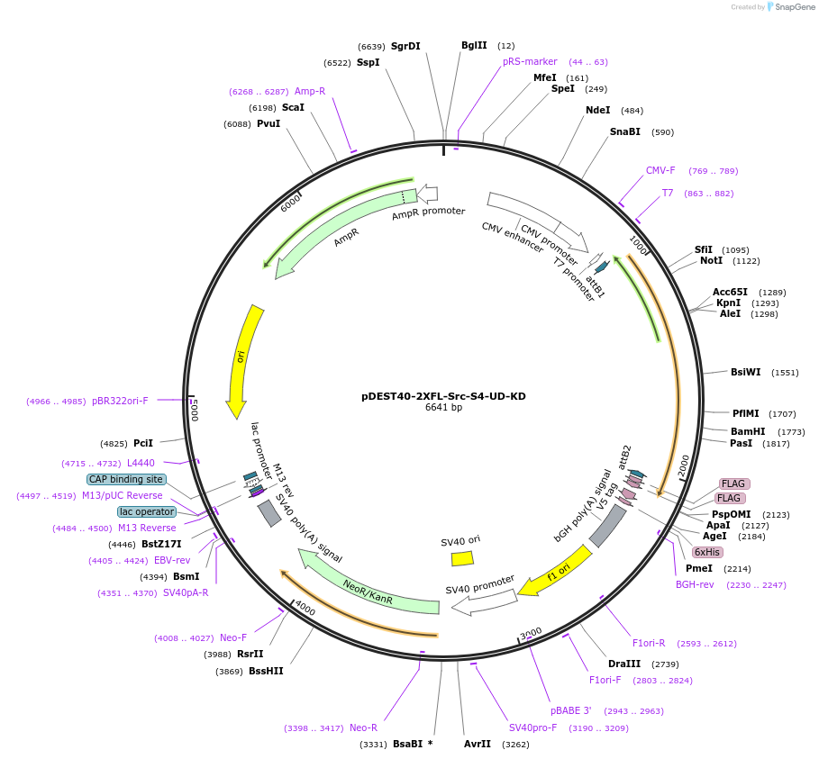 140301-plasmid-map-sequence-id-288243