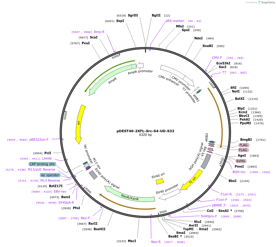 140303-plasmid-map-sequence-id-288246