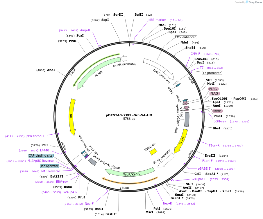 140305-plasmid-map-sequence-id-288247