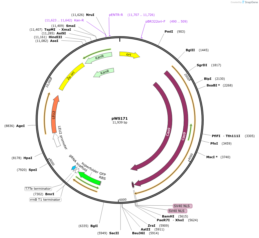 90518-plasmid-map-sequence-id-288271