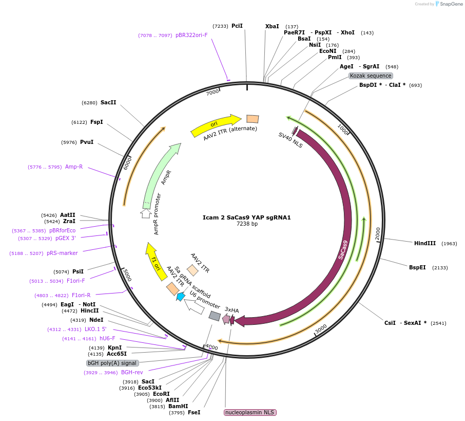 99734-plasmid-map-sequence-id-288284