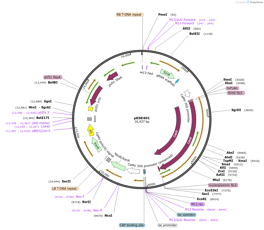 62202-plasmid-map-sequence-id-288285