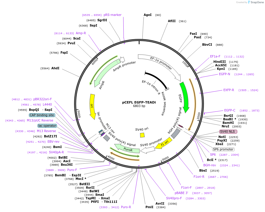 140144-plasmid-map-sequence-id-288286