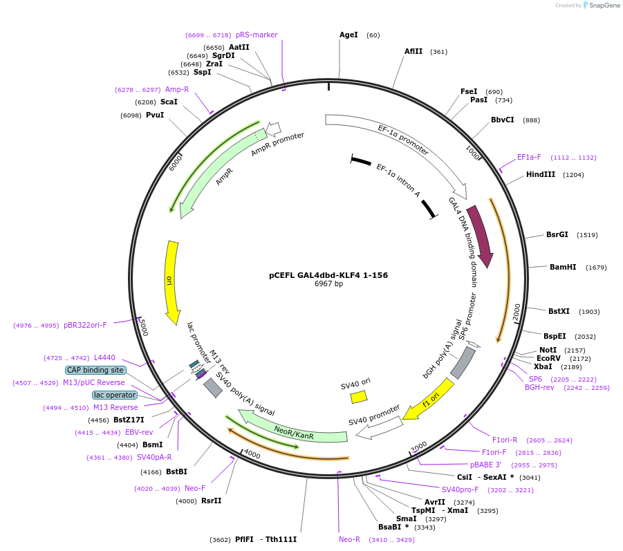 140147-plasmid-map-sequence-id-288288