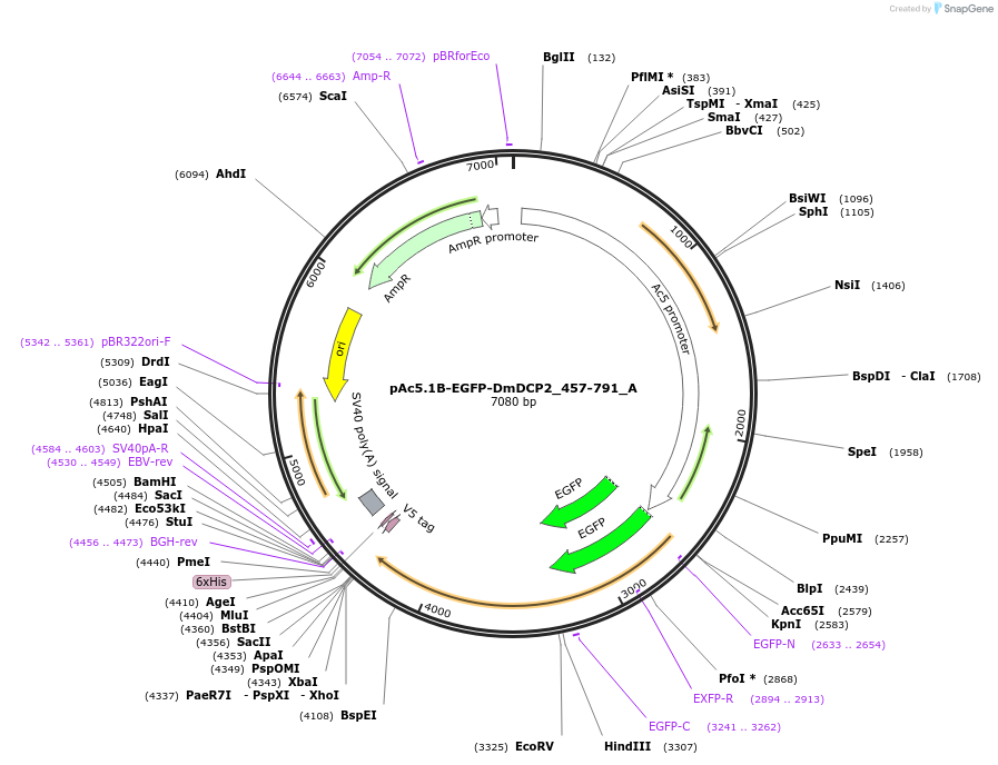 145849-plasmid-map-sequence-id-288294