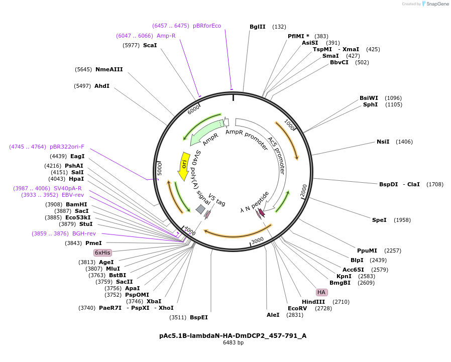 145854-plasmid-map-sequence-id-288299